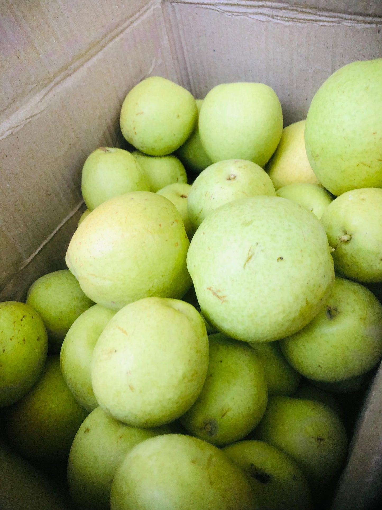 Seasonal Fresh Chitrali Nashpati – Direct from Chitral Orchards